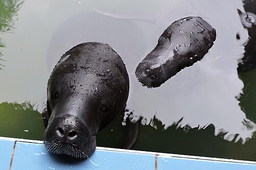 Amazonian manatee